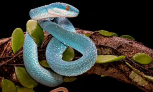 蓝色无毒宠物蛇