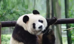 大熊猫莉莉认出姜爷爷视频