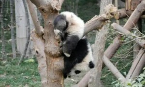 大熊猫的天敌是谁?