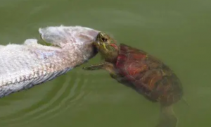鱼和龟混养有什么讲究