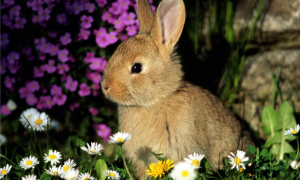 兔子为什么老是想越狱