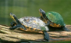 半水龟品种推荐