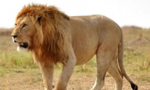 狮子是猫科动物吗
