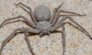 10种最吓人的蜘蛛