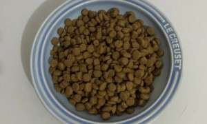 如何评价泰安泰宠的猫粮质量