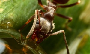 蚂蚁的种类特征