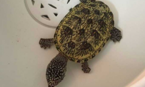 墨西哥龟寿命多长
