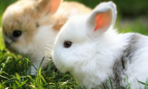小白兔多少钱一只幼崽