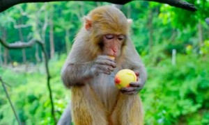 猴子真的喜欢吃桃子吗