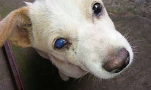 犬瘟热狗狗眼睛变蓝