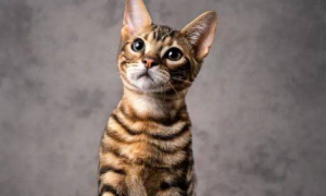 虎皮猫是什么品种的猫