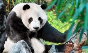 大熊猫为什么被降级了