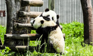 大熊猫饲养员月薪多少