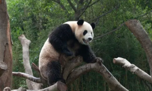 大熊猫的活动方式有哪些
