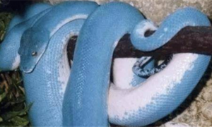 蓝色的蛇是什么品种