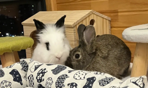 野兔子和家养兔子的区别