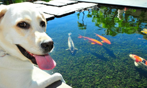 为什么金鱼会代表狗狗