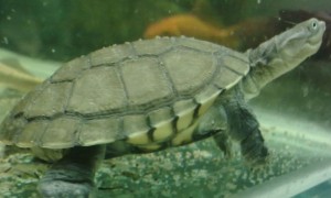 沼泽侧颈龟是热带龟吗