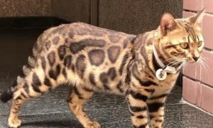 豹纹猫价格一般多少钱
