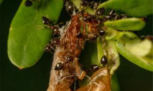 蚂蚁有多少种