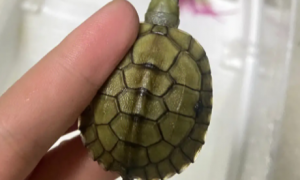 小青龟能长多大