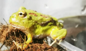 十种最稀有的角蛙