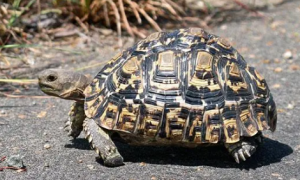 豹纹陆龟能长多大