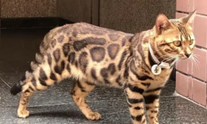 豹纹猫图片豹纹猫纯种多少钱一只