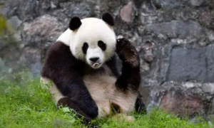 盘龙之极品熊猫