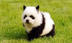 熊猫犬一只多少元