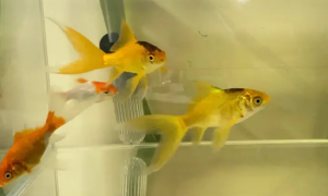 鱼缸水发黄是什么原因
