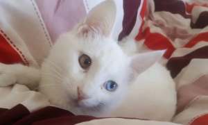 白色异瞳猫能活多久