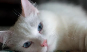 蓝眼白猫为什么不能养