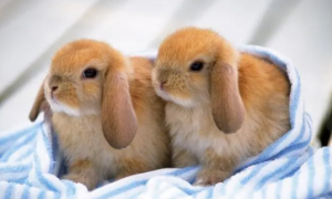 兔子可以吃竹笋吗