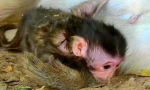 印尼买卖刚出生小猴