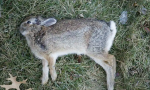 兔子正常死亡姿势