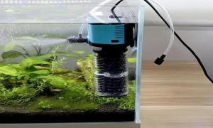 鱼缸氧泵使用方法