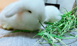 兔奶草的食用方法