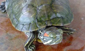 巴西龟寿命最长可达多少年