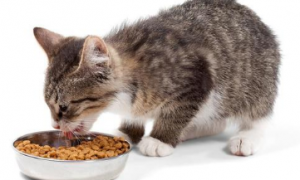 爱斯塔猫粮是国产的吗
