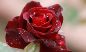 玫瑰颜色的含义和象征