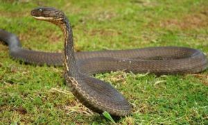 15米长的眼镜王蛇