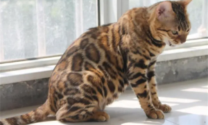 亚洲豹纹猫可以吃吗