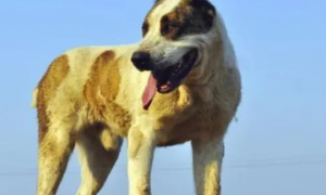 中亚犬狗崽多少钱一只