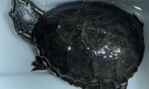 头蛋龟多大可以繁殖