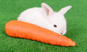 胡萝卜多少钱一斤