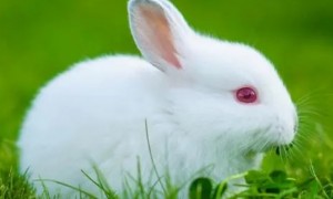 中国白兔寿命