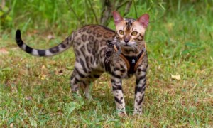 孟加拉豹猫怕热吗
