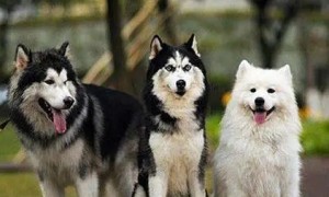 雪撬三傻是哪三种犬照片