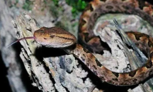 蝮蛇是国家几级保护动物